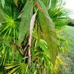 Eucalyptus viminalis Blatt