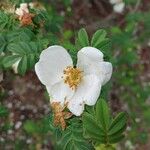 Rosa omeiensis Квітка