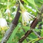 Prunus serrula Flower