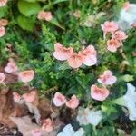 Diascia rigescens Květ