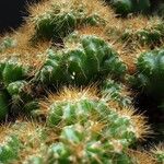 Cereus jamacaru List