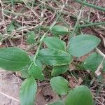 Commelina benghalensis Листок