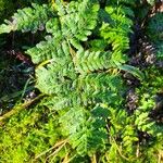 Dryopteris carthusiana Hoja