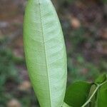 Lecythis persistens Leaf