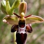 Ophrys × nelsonii Flower