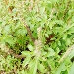 Ocimum kilimandscharicum برگ