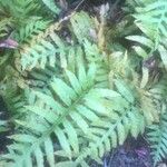 Polypodium californicum Hoja