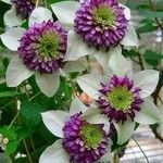 Clematis florida Kvet
