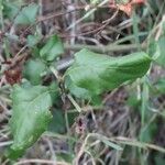 Plumbago zeylanica Folha