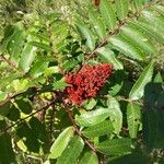 Rhus glabraЦвят