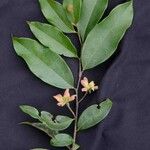 Guatteria australis Fleur