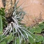 Tillandsia pohliana Ліст