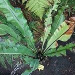 Asplenium australasicum Leaf