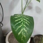 Dieffenbachia oerstedii Hoja