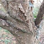 Betula alleghaniensis Cortiza