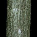 Carya cordiformis Bark