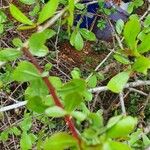 Commiphora madagascariensis Leaf