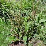 Rumex crispus Habit