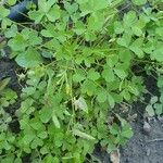 Oxalis dillenii Blatt