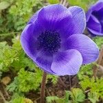 Anemone coronariaCvet