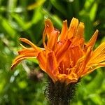 Crepis aurea Žiedas