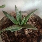 Aloe variegata Φύλλο