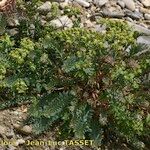 Euphorbia seguieriana Hábito