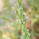 Sorghum halepenseFlower