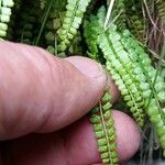 Asplenium viride Yaprak