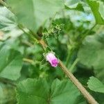 Malva parviflora Flor