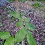 Ulmus rubra Leaf