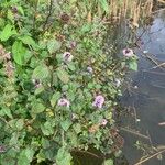 Mentha aquaticaКвітка