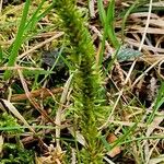 Huperzia selago Leaf