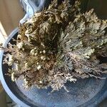 Selaginella lepidophylla Лист