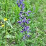 Salvia pratensis Blomst