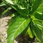 Morinda citrifolia Leaf