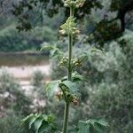 Scrophularia grandiflora Máis