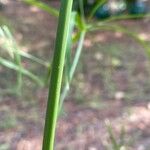 Cyperus papyrus Corteccia