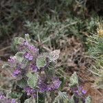 Marrubium supinum Flower