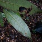 Duguetia calycina List