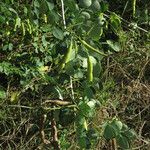 Senna bicapsularis Leaf