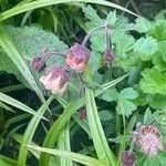 Geum rivale Blüte