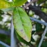 Eugenia mespiloides Leaf