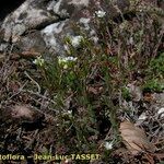 Arabis auriculata Агульны выгляд