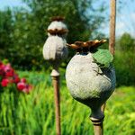 Papaver somniferum Fruit