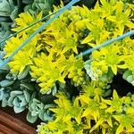 Sedum spathulifolium Hook.Flower