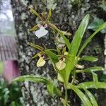 Prosthechea pastoris Flower