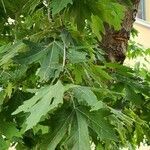 Platanus orientalis Листок