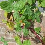 Rubus fruticosus Fruit