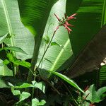 Dianthera secunda Leaf